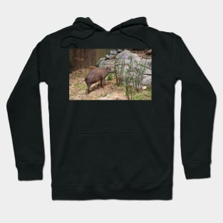 Babirusa Hoodie